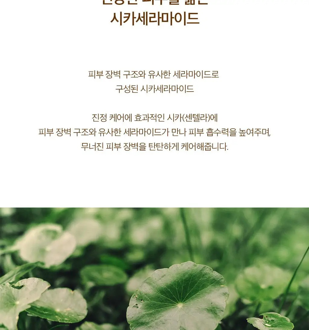 [수분]스킨1004 마다가스카르 센텔라 프로바이오시카 글로우 선 앰플 50ml 상세페이지 10